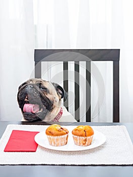 Funny pug dog yawns while sitting at the table in front of a plate of delicious muffins.