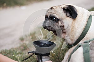Funny pug drinking from a dog water bottle.