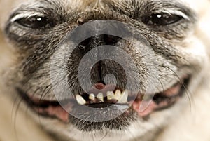 Funny Pug Face