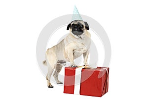 A funny pug with a festive blue cap stands on his hind legs, leaning on a gift box. Isolated on white background.