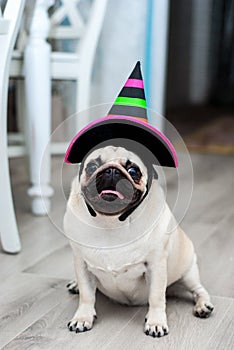 Funny pug in hat. Little witch. Halloween dog. Halloween party. Halloween costume. Funny dog. Funny pets. Dog dressed as a witch.