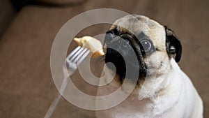 Funny pug hungrily looks at the food on the fork, sniffs it, the owner teases the dog