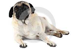 The funny pug lies , head up and looks up. Isolated on white background.