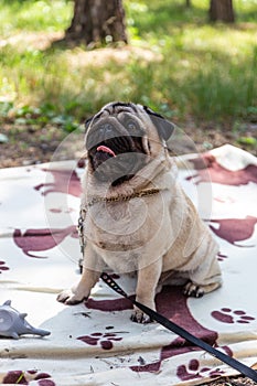 Funny pug looks questioning look at his master, Russia
