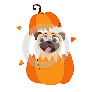 Funny pug in pumpkin. Humor Halloween vector illustration with dog