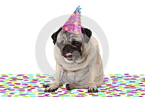 Funny pug puppy dog wearing party hat, sitting down on confetti, drunk on champagne, tired with hangover