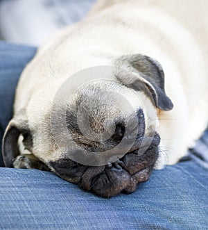 Funny pug puppy sleeps