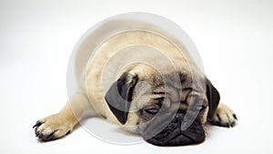 Funny Pug Puppy on white background. portrait of a cute pug dog with big sad eyes and a questioning look on a white background