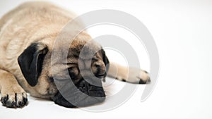 Funny pug puppy on white background. portrait of a cute pug dog with big sad eyes and a questioning look on a white background