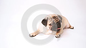 Funny pug puppy on white background. portrait of a cute pug dog with big sad eyes and a questioning look on a white background