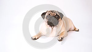 Funny pug puppy on white background. portrait of a cute pug dog with big sad eyes and a questioning look on a white background