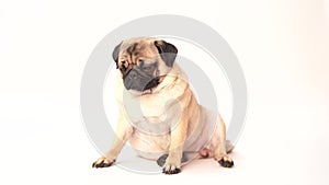 Funny pug puppy on white background. portrait of a cute pug dog with big sad eyes and a questioning look on a white background