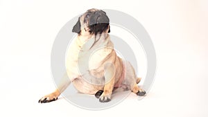 Funny pug puppy on white background. portrait of a cute pug dog with big sad eyes and a questioning look on a white background