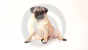 Funny pug puppy on white background. portrait of a cute pug dog with big sad eyes and a questioning look on a white background