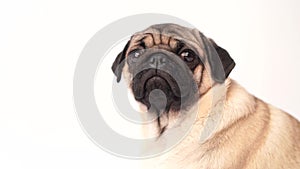 Funny pug puppy on white background. portrait of a cute pug dog with big sad eyes and a questioning look on a white background