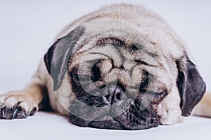 Funny Pug Puppy on white background. portrait of a cute pug dog with big sad eyes and a questioning look on a white background