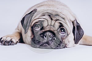 Funny Pug Puppy on white background. portrait of a cute pug dog with big sad eyes and a questioning look on a white background