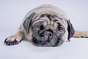 Funny Pug Puppy on white background. portrait of a cute pug dog with big sad eyes and a questioning look on a white background