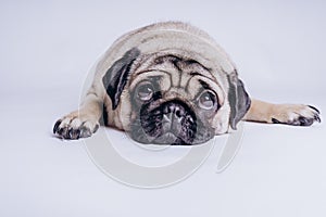 Funny Pug Puppy on white background. portrait of a cute pug dog with big sad eyes and a questioning look on a white background