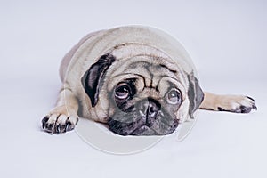 Funny Pug Puppy on white background. portrait of a cute pug dog with big sad eyes and a questioning look on a white background