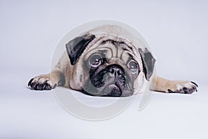 Funny Pug Puppy on white background. portrait of a cute pug dog with big sad eyes and a questioning look on a white background