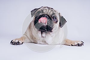 Funny Pug Puppy on white background. portrait of a cute pug dog with big sad eyes and a questioning look on a white background