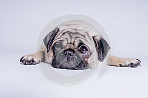 Funny Pug Puppy on white background. portrait of a cute pug dog with big sad eyes and a questioning look on a white background