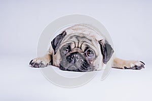 Funny Pug Puppy on white background. portrait of a cute pug dog with big sad eyes and a questioning look on a white background