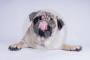 Funny Pug Puppy on white background. portrait of a cute pug dog with big sad eyes and a questioning look on a white background