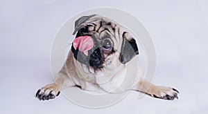 Funny Pug Puppy on white background. portrait of a cute pug dog with big sad eyes and a questioning look on a white background