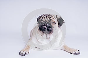 Funny Pug Puppy on white background. portrait of a cute pug dog with big sad eyes and a questioning look on a white background