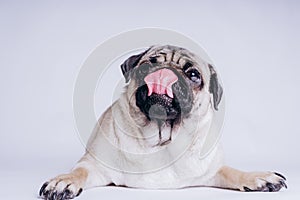 Funny Pug Puppy on white background. portrait of a cute pug dog with big sad eyes and a questioning look on a white background