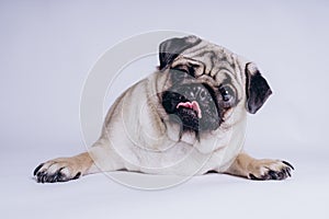 Funny Pug Puppy on white background. portrait of a cute pug dog with big sad eyes and a questioning look on a white background