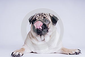 Funny Pug Puppy on white background. portrait of a cute pug dog with big sad eyes and a questioning look on a white background