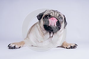 Funny Pug Puppy on white background. portrait of a cute pug dog with big sad eyes and a questioning look on a white background