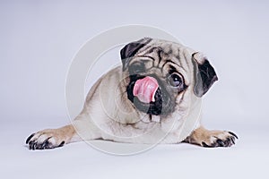 Funny Pug Puppy on white background. portrait of a cute pug dog with big sad eyes and a questioning look on a white background