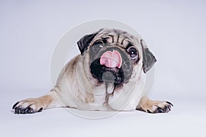 Funny Pug Puppy on white background. portrait of a cute pug dog with big sad eyes and a questioning look on a white background