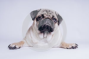 Funny Pug Puppy on white background. portrait of a cute pug dog with big sad eyes and a questioning look on a white background