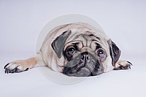 Funny Pug Puppy on white background. portrait of a cute pug dog with big sad eyes and a questioning look on a white background