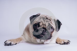 Funny Pug Puppy on white background. portrait of a cute pug dog with big sad eyes and a questioning look on a white background