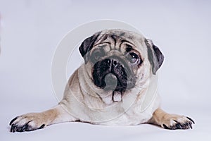 Funny Pug Puppy on white background. portrait of a cute pug dog with big sad eyes and a questioning look on a white background