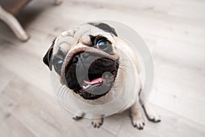 Funny pug snout. Fish eye