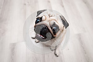 Funny pug snout. Fish eye