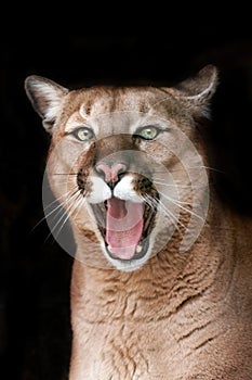 Funny puma portrait