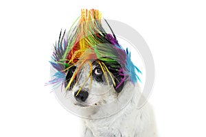 FUNNY PUNK ROCK DOG WEARING A COLORED WIG, LOOKING AT CAMERA WITH ONE EYE. ISOLATED AGAINST WHITE BACKGROUND