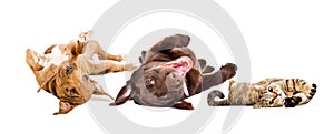 Funny puppies Labrador and Pitbull, cat Scottish Straight lying on his back  together