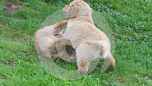 Funny puppies playing in garden in sunny day. hovawart puppies playing on grass