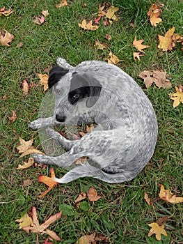 Funny puppy among autumn leaves