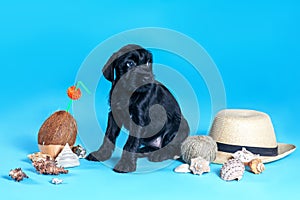 Funny puppy of black Mittel Schnauzer breed on blue background with coconut cocktail, shells and summer stray hat. photo