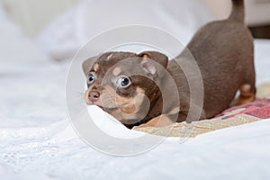 Funny puppy Brown chihuahua